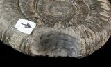 Dactylioceras Ammonite - UK #42674-1